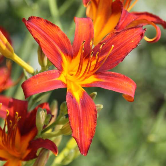 Hemerocallis 'Sammy Russell': Bild 2/3 Hemerocallis 'Sammy Russell': Bild 2/3