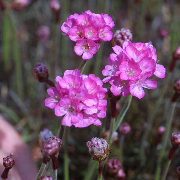 Armeria maritima 'Rubrifolia': Bild 3/4 Armeria maritima 'Rubrifolia': Bild 3/4