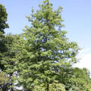 Sumpfeiche - Quercus palustris
