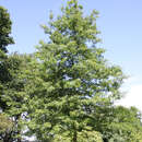 Quercus palustris - Sumpfeiche