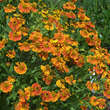 Helenium 'Waltraut': Bild 4/8