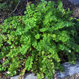 Sanguisorba minor - Wiesenknopf