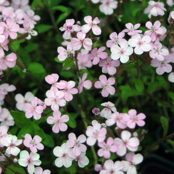 Saponaria ocymoides: Bild 2/5 Saponaria ocymoides: Bild 2/5