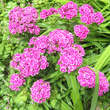 Dianthus barbatus 'Mischung': Bild 3/3