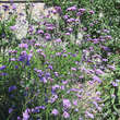 Verbena bonariensis: Bild 7/8