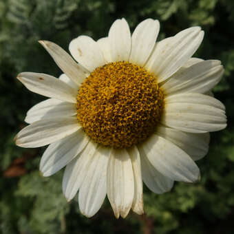 Anthemis 'Susanna Mitchell'