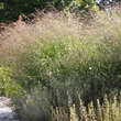 Panicum virgatum 'Rehbraun': Bild 3/5