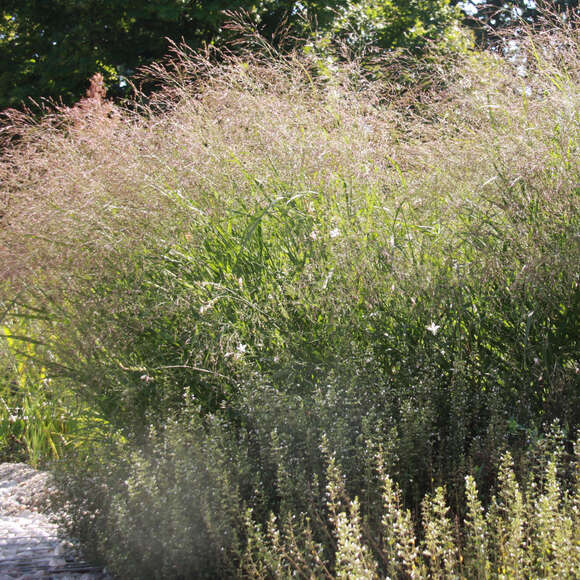 Panicum virgatum 'Rehbraun': Bild 3/5 Panicum virgatum 'Rehbraun': Bild 3/5