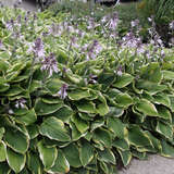 Hosta 'Aureomarginata' (H. fortunei) - Funkie, Herzlilie