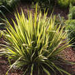 Yucca flaccida 'Golden Sword': Bild 8/8