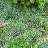 Carex laxiculmis 'Bunny Blue' - Segge