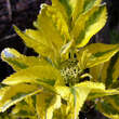 Sambucus nigra 'Madonna': Bild 1/3