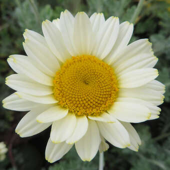 Anthemis tinctoria 'Sauce Hollandaise'