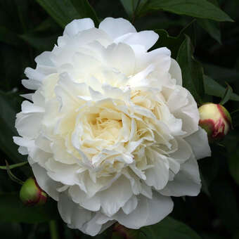 Paeonia lactiflora 'Festiva Maxima': Bild 2/5
