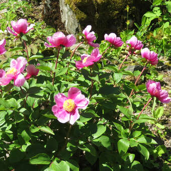 Paeonia mascula