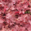 Heuchera 'Georgia Peach': Bild 3/5