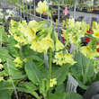 Primula Elatior-Hybriden: Bild 1/1