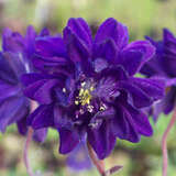 Aquilegia vulgaris 'Blue Barlow' - Gefüllte Akelei