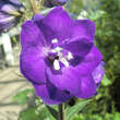 Delphinium cult. 'Purple Passion': Bild 2/2