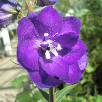 Delphinium cult. 'Purple Passion'