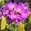 Primula denticulata: Bild 1/5