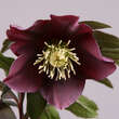 Helleborus or. 'Spring Sunset': Bild 1/1