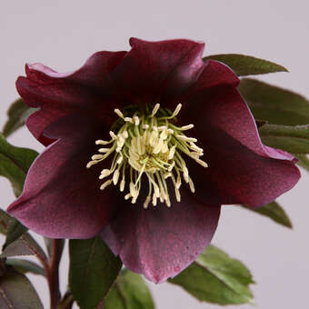 Helleborus or. 'Spring Sunset'