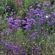 Verbena bonariensis: Bild 2/8