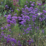 Verbena bonariensis - Eisenkraut
