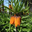 Fritillaria imperialis 'Aurora': Bild 2/7
