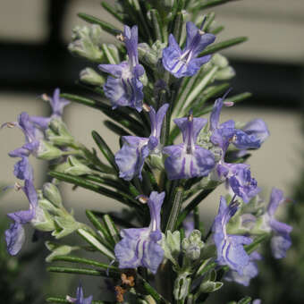 Rosmarinus officinalis 'Repens'