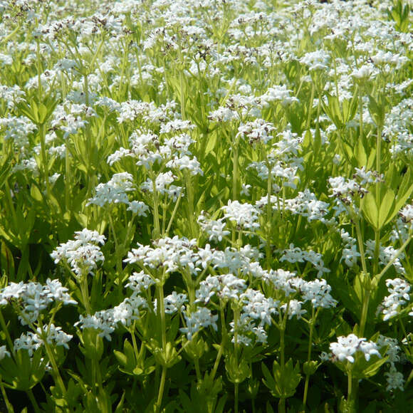 Galium odoratum: Bild 8/8 Galium odoratum: Bild 8/8