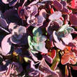 Sedum album 'Bertram Anderson': Bild 3/3