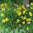 Hemerocallis 'Maikönigin': Bild 1/1