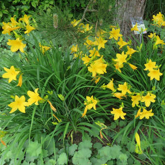 Hemerocallis 'Maikönigin'
