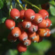 Sorbus aria 'Lutescens': Bild 1/8