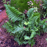 Dryopteris filix-mas 'Crispa Cristata' - Wurmfarn