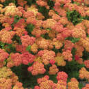 Achillea millefolium  'Carmine' - Schafgarbe
