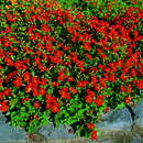 Mimulus cupreus 'Roter Kaiser' - Gauklerblume