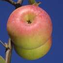 Malus dom. 'Ontario' - Winterapfel, XII-V