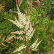 Aruncus aethusifolius 'Elegance': Bild 1/1