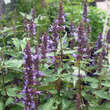 Agastache 'After Eight': Bild 4/4