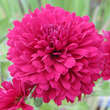 Chrysanthemum koreanum 'Purple Waters': Bild 3/3
