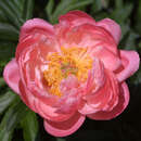 Paeonia lactiflora 'Coral Charm' - Pfingstrose