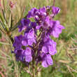 Linaria purpurea: Bild 1/2