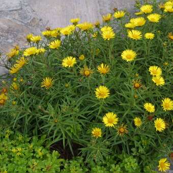 Inula ensifolia
