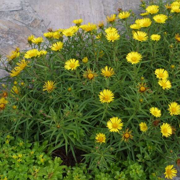 Inula ensifolia: Bild 1/2 Inula ensifolia: Bild 1/2