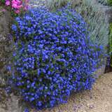 Lithodora diffusa 'Heavenly Blue' (Syn. Glandora) - Steinsame
