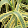 Arundo donax 'Aureovariegata': Bild 1/4