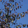Betula pendula 'Purpurea': Bild 1/1